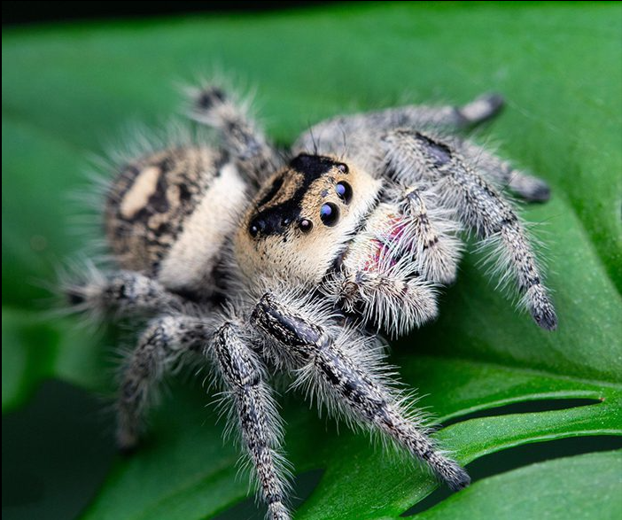 Phidippus Regius Ocala