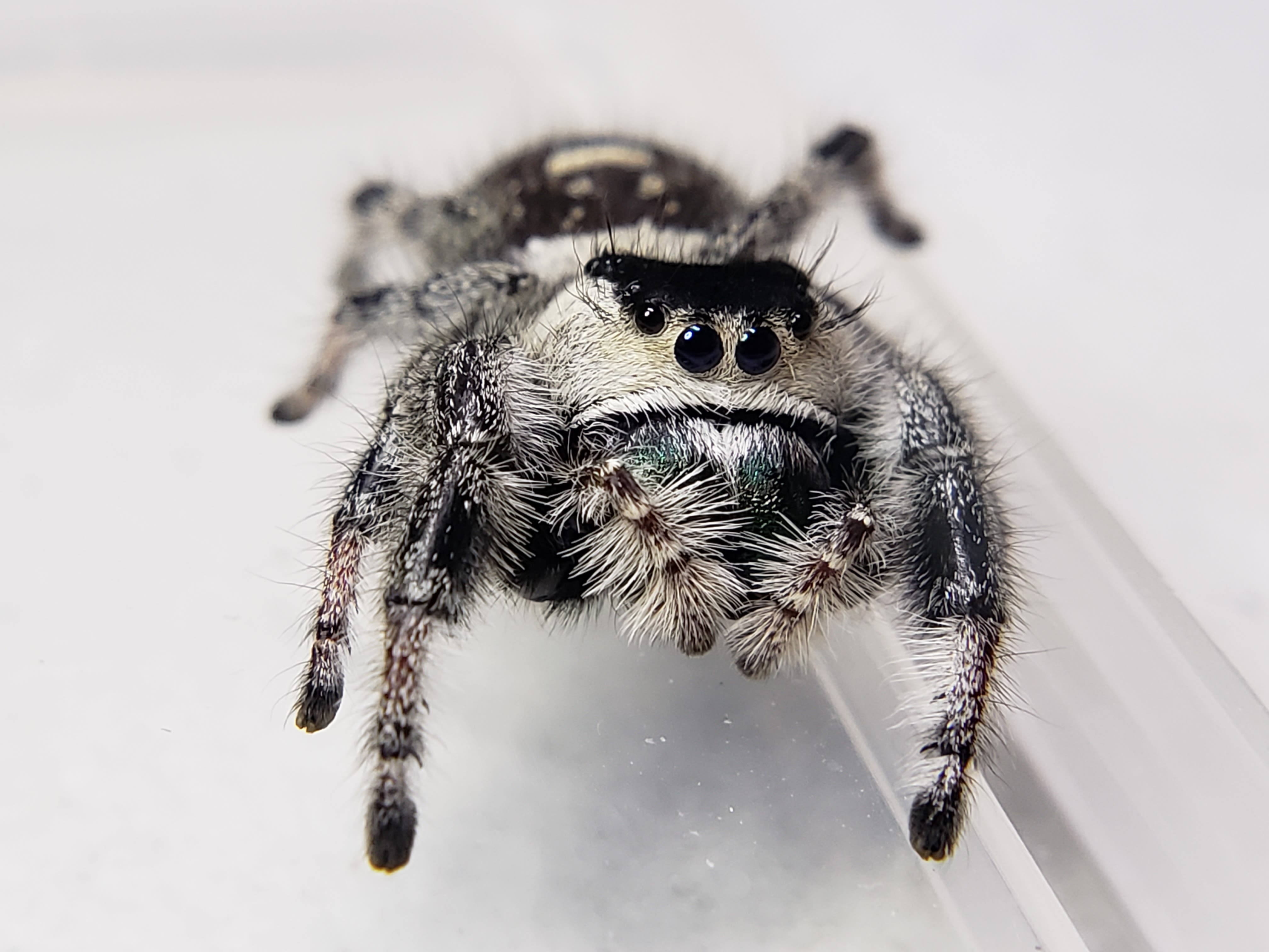 Phidippus Regius Apalachicola