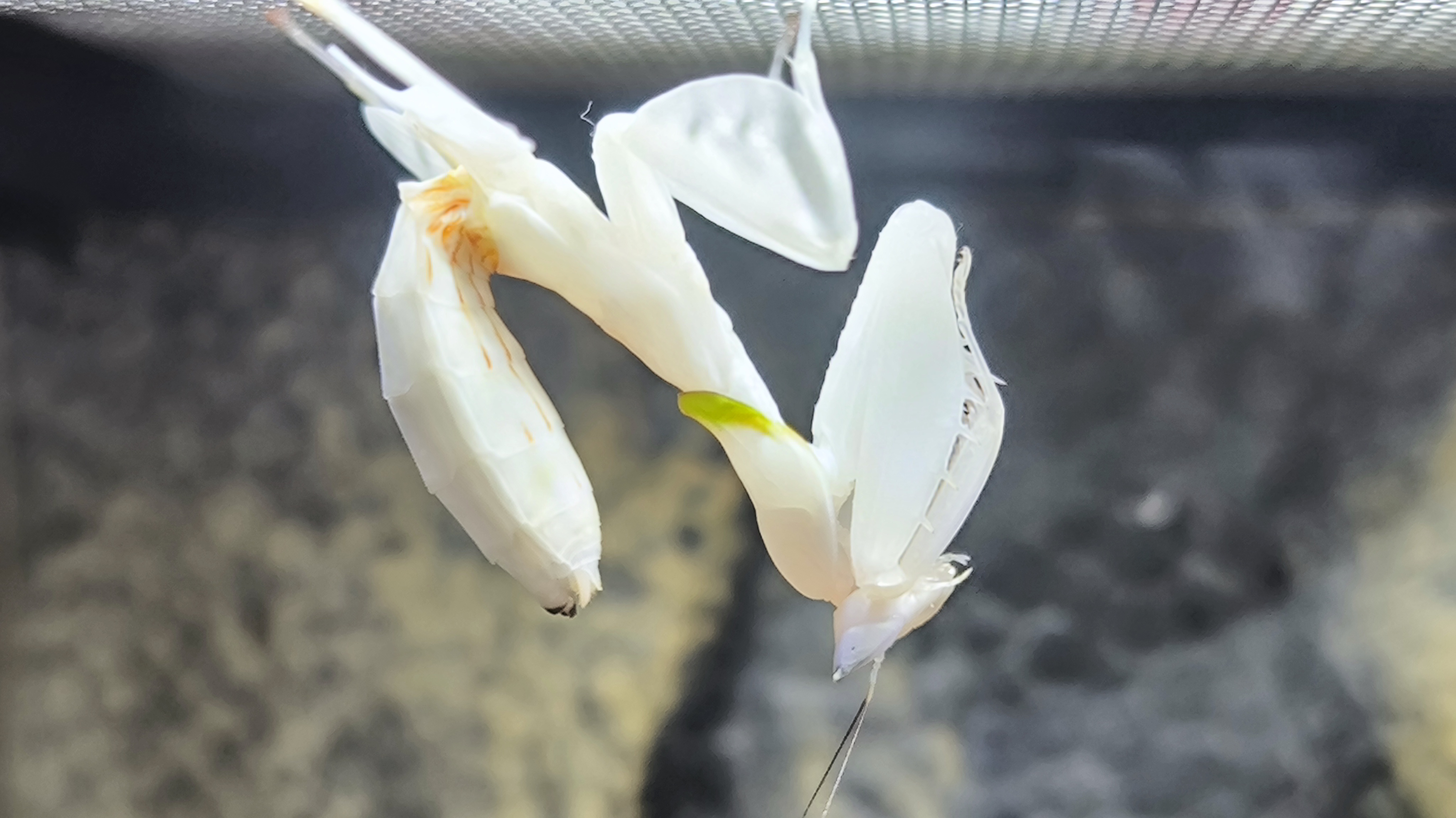 Orkidébönsyrsa (Hymenopus coronatus)