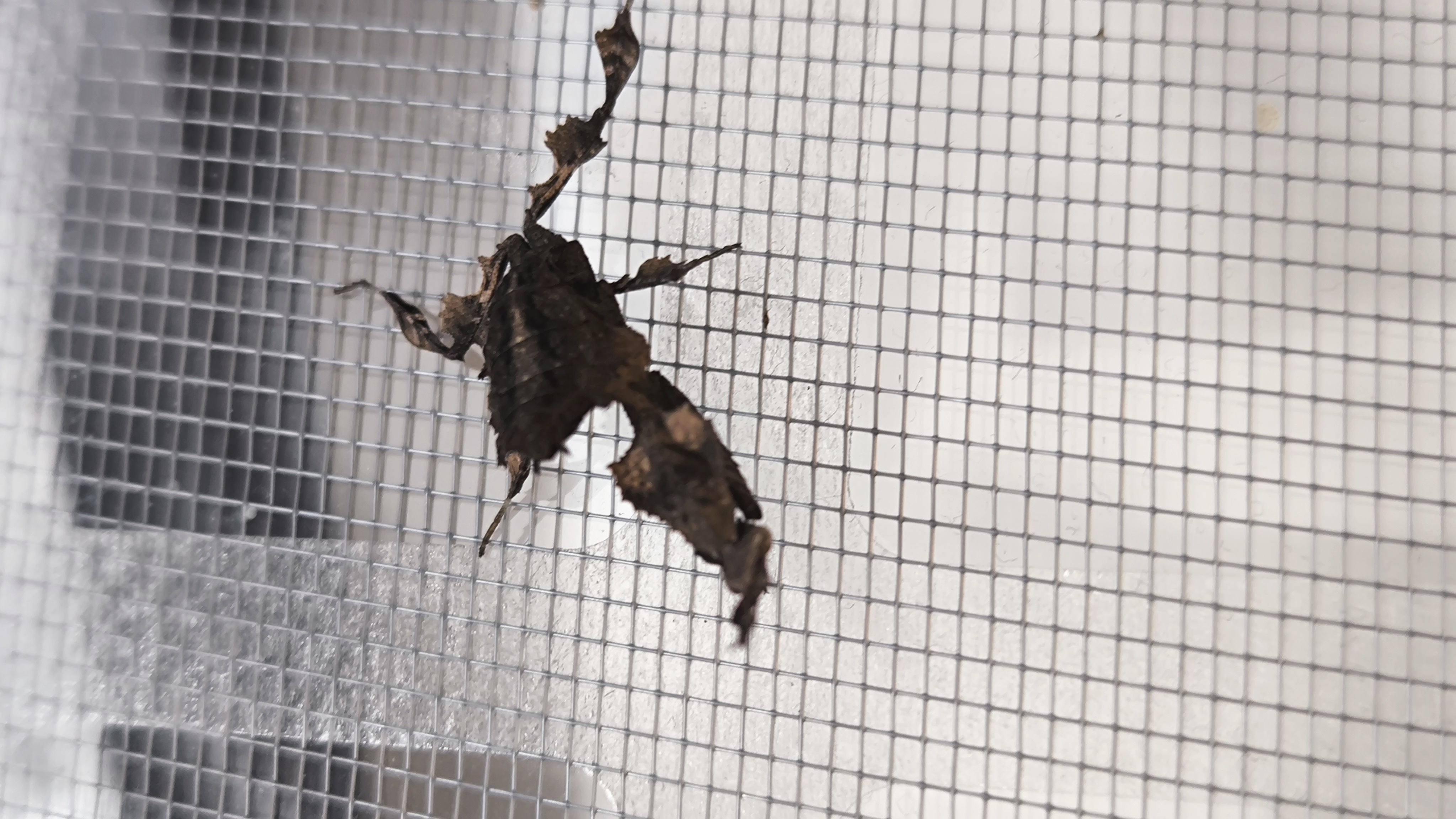 Spökbönsyrsa (Phyllocrania paradoxa)